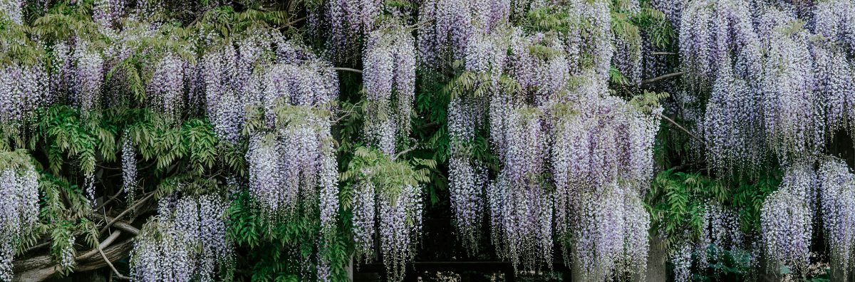 Falling Wisteria with green leaves featured in Bridgerton