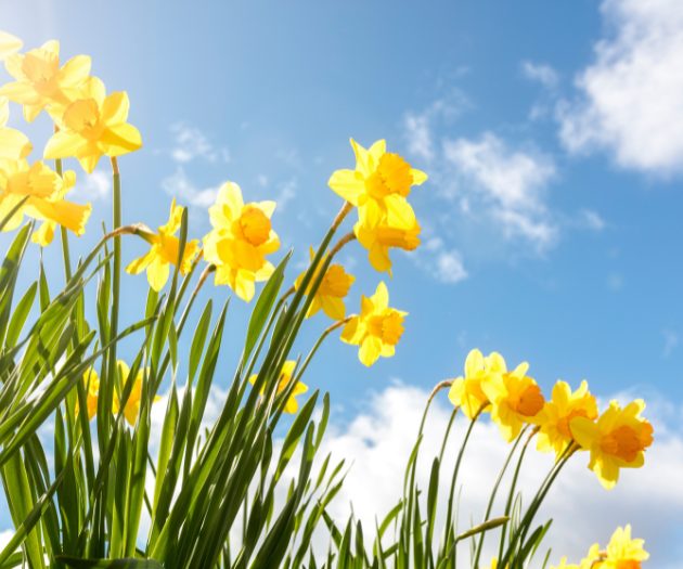 Daffodils in the sun, spring in the Cotswolds