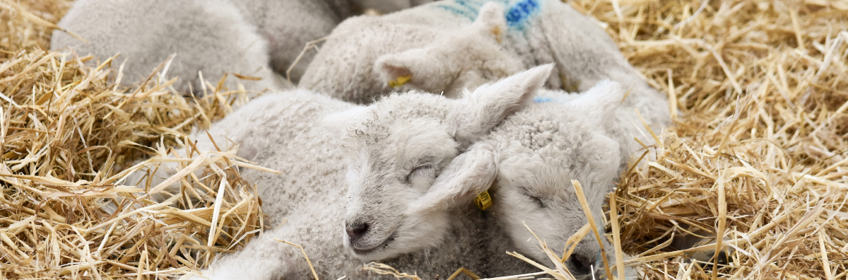 baby lambs at Cotswold Farm Park