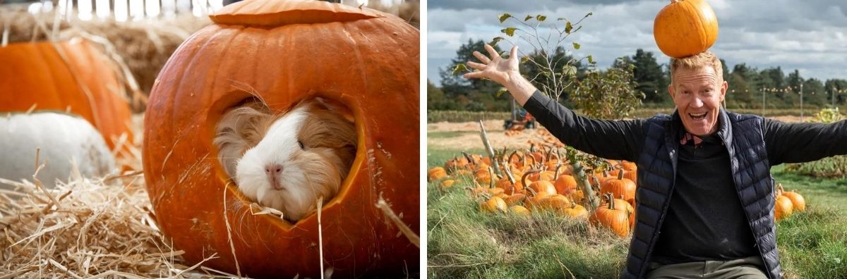 Spooky events in the Cotswolds for Halloween two images from Cotswold Farm Park